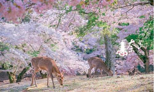 奈良公园_奈良公园的鹿