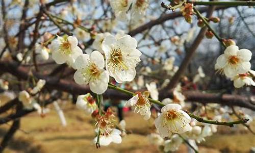 广州萝岗香雪公园梅花什么时候开_广州萝岗香雪公园梅花什么时候开放的